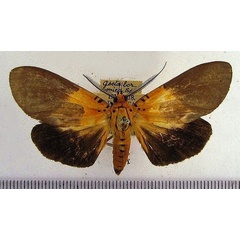 /filer/webapps/moths/media/images/B/borbonica_Asota_AM_HDOU.jpg