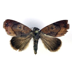 /filer/webapps/moths/media/images/C/cinerascens_Periplusia_A_RMCA.jpg