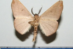 Miantochora interrupta