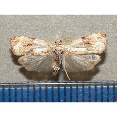 /filer/webapps/moths/media/images/I/incultana_Eccopsis_A_Goff_01.jpg