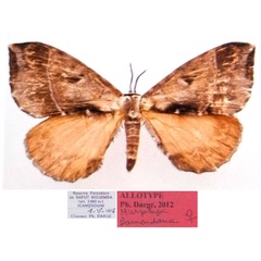 /filer/webapps/moths/media/images/B/bamendana_Murphyana_PTF_Dargea.jpg