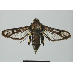 /filer/webapps/moths/media/images/V/vassei_Crinipus_HT_MNHN.jpg