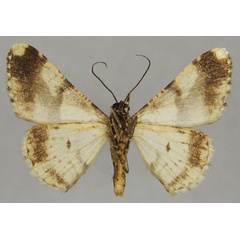 /filer/webapps/moths/media/images/E/emphona_Ectropis_AM_ZSMb.jpg