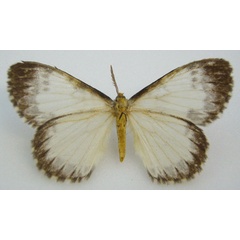 /filer/webapps/moths/media/images/N/nivea_Stibolepis_HT_NHMUKb.jpg