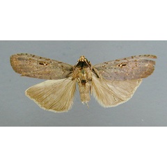 /filer/webapps/moths/media/images/O/oculata_Scrancia_HT_RMCA.jpg