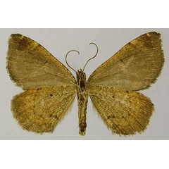 /filer/webapps/moths/media/images/O/obtusa_Ecpetala_AF_ZSMb.jpg