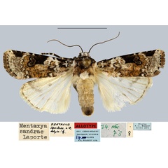 /filer/webapps/moths/media/images/S/sandrae_Mentaxya_AT_MNHN.jpg