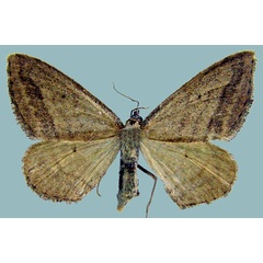 /filer/webapps/moths/media/images/M/molaris_Scopula_AF_ZSM.jpg