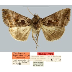 /filer/webapps/moths/media/images/S/sogai_Plusia_HT_MNHN.jpg