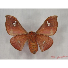 /filer/webapps/moths/media/images/A/agomensis_Holocerina_AF_Albertb_01.jpg