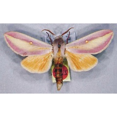 /filer/webapps/moths/media/images/A/afra_Leucophlebia_AM_MfN.jpg