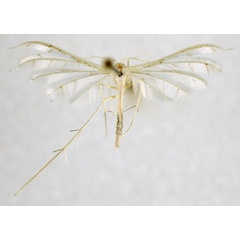 /filer/webapps/moths/media/images/C/ceraunia_Pterophorus_A_NHMO_01.jpg