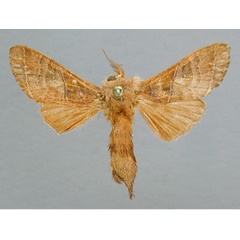 /filer/webapps/moths/media/images/M/mediobrunnea_Parastaura_A_RMCA.jpg