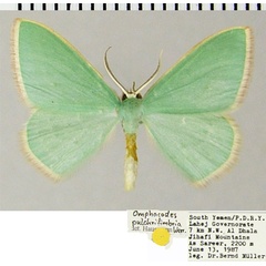 /filer/webapps/moths/media/images/P/pulchrifimbria_Omphacodes_AM_ZSM.jpg