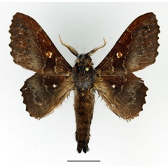 /filer/webapps/moths/media/images/R/rotundata_Mimopacha_AM_Basquin_01.jpg