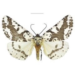 /filer/webapps/moths/media/images/M/meridiana_Nothabraxas_PTF_ZSM.jpg