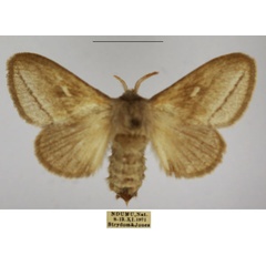 /filer/webapps/moths/media/images/B/breyeri_Sena_AF_TMSA.jpg