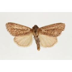 /filer/webapps/moths/media/images/R/rufescens_Aspidifrontia_AM_RMCA.jpg