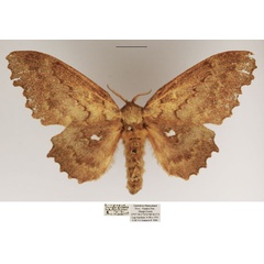 /filer/webapps/moths/media/images/C/cinerascens_Mimopacha_AF_TMSA.jpg