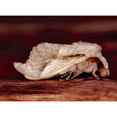 /filer/webapps/moths/media/images/N/nigrovittata_Bombycopsis_A_Roland_01.jpg