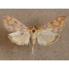 /filer/webapps/moths/media/images/L/lancinalis_Stenochora_A_Butler.jpg