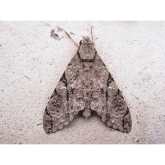 /filer/webapps/moths/media/images/M/morganii_Xanthopan_A_Revell.jpg