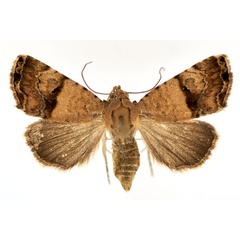 /filer/webapps/moths/media/images/S/socotrana_Ozarba_AF_Bidychak.jpg