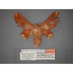 /filer/webapps/moths/media/images/O/ochrosticta_Morongea_HT_RMCA_01.jpg