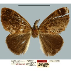 /filer/webapps/moths/media/images/T/turlini_Euproctis_HT_MNHN.jpg