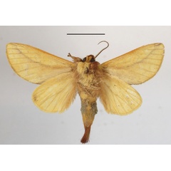 /filer/webapps/moths/media/images/B/bicolorata_Scalmicauda_A_MGCLb_01.JPG