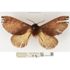 /filer/webapps/moths/media/images/N/nigraluna_Europtera_AF_NHMUK.jpg