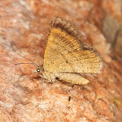 /filer/webapps/moths/media/images/B/bilineata_Acanthovalva_A_Heyns_01.JPG