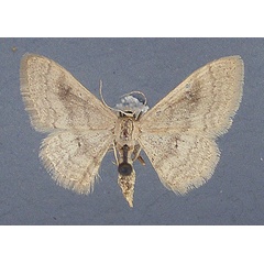 /filer/webapps/moths/media/images/C/consericeata_Idaea_AF_TMSA.jpg