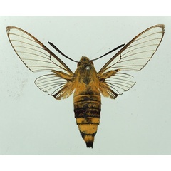 /filer/webapps/moths/media/images/V/virescens_Cephonodes_AM_Basquin_06.jpg