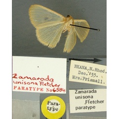 /filer/webapps/moths/media/images/U/unisona_Zamarada_PT_TMSA.jpg