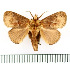 /filer/webapps/moths/media/images/C/cinerea_Tryphax_AM_BMNH_03.jpg