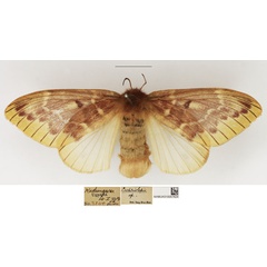 /filer/webapps/moths/media/images/N/nigrivenis_Lechriolepis_AF_NHMUK_02.jpg