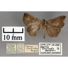 /filer/webapps/moths/media/images/V/verticalis_Hypena_ST_OUMNH_02.jpg