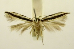 Erechthiodes audax