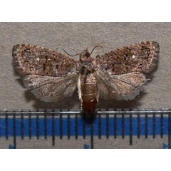 /filer/webapps/moths/media/images/L/leucotreta_Thaumatotibia_A_Goff_01.jpg