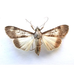 /filer/webapps/moths/media/images/T/tegulata_Audea_A_Revell.jpg