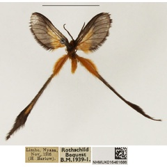 /filer/webapps/moths/media/images/P/plumigera_Doratopteryx_AM_NHMUK_01.jpg