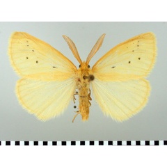 /filer/webapps/moths/media/images/S/setinoides_Crorema_AM_TMSA_02.jpg