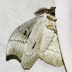 /filer/webapps/moths/media/images/Z/zambesina_Gonimbrasia_A_Braun_7.jpg