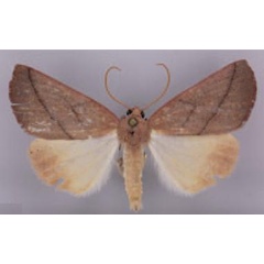 /filer/webapps/moths/media/images/M/mediolineata_Terpnostola_HT_TMSA.jpg