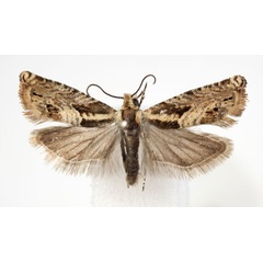 /filer/webapps/moths/media/images/R/rufitinctana_Coniostola_AM_BMNH.jpg