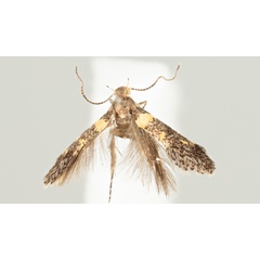 /filer/webapps/moths/media/images/F/flavinigrella_Chrysoesthia_MHT_MfN.jpg