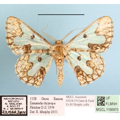 /filer/webapps/moths/media/images/C/chrysopa_Zamarada_A_MGCLa_01.JPG