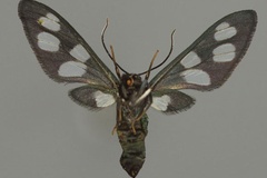 Amata cuckoolandia