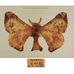 /filer/webapps/moths/media/images/I/ianthe_Racinoa_AM_TMSA_02.jpg